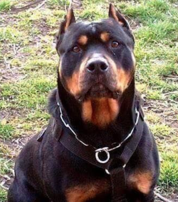 mix rottweiler and pitbull