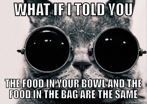 morpheus cat meme