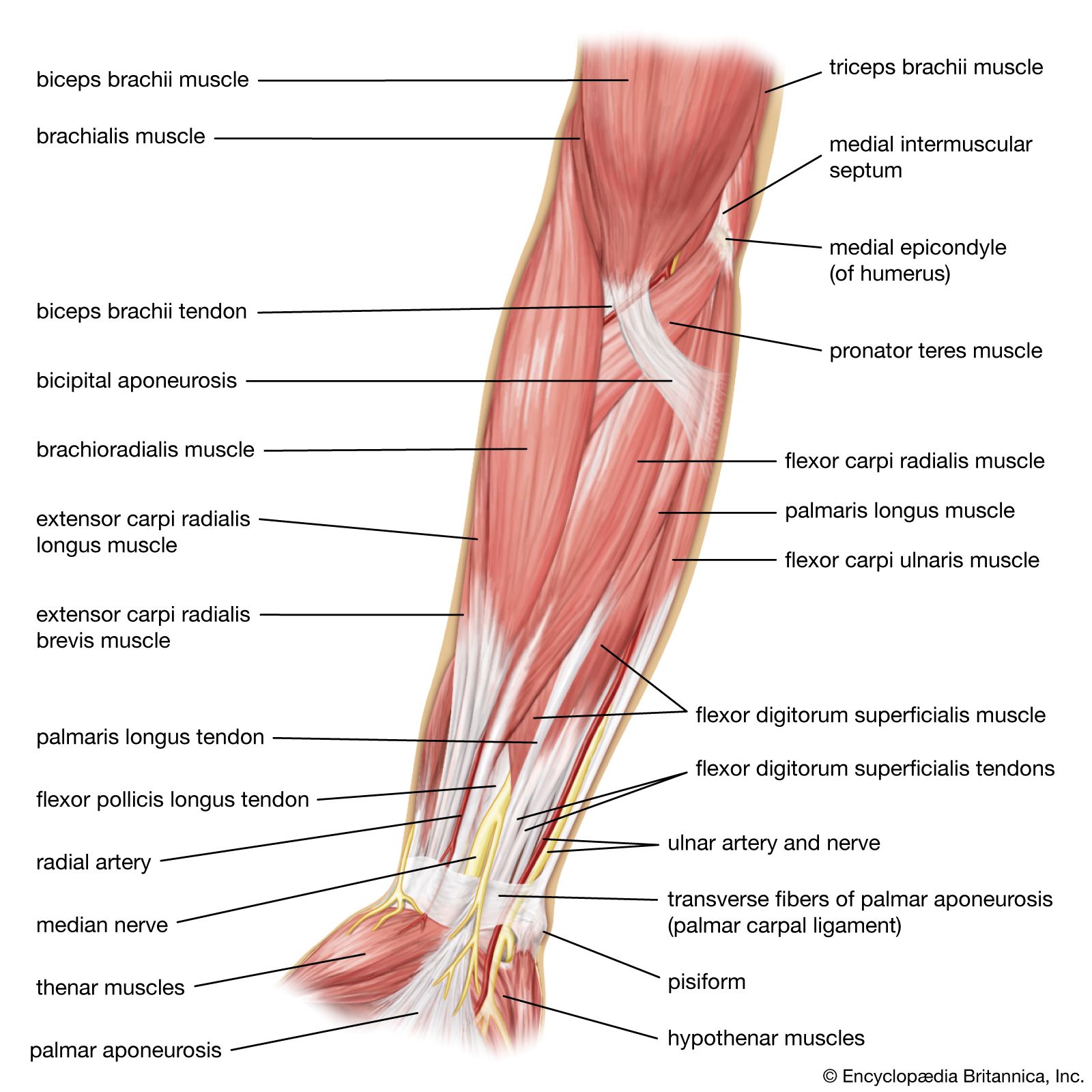 muscles in the arm diagram