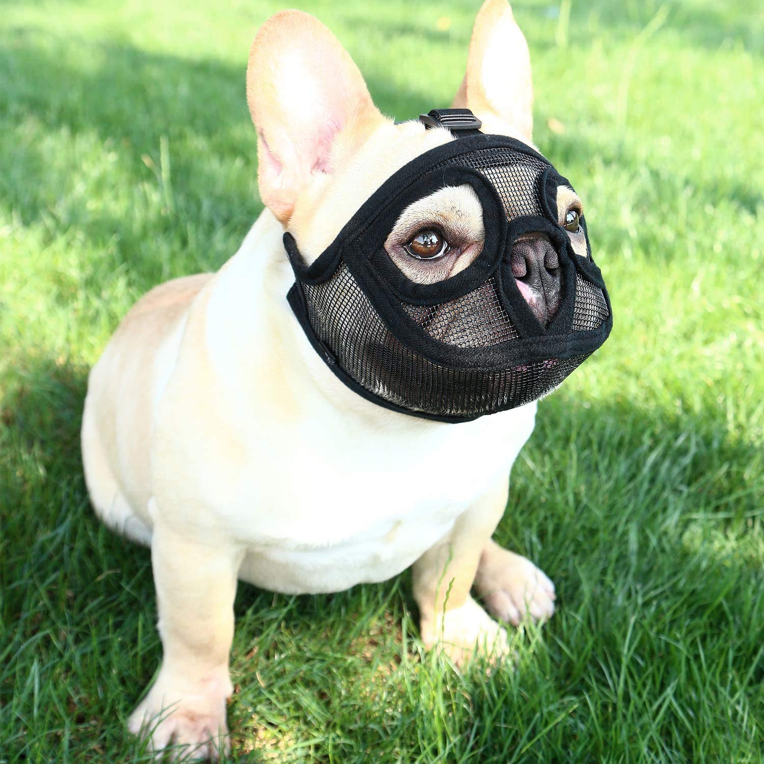 muzzle for a french bulldog