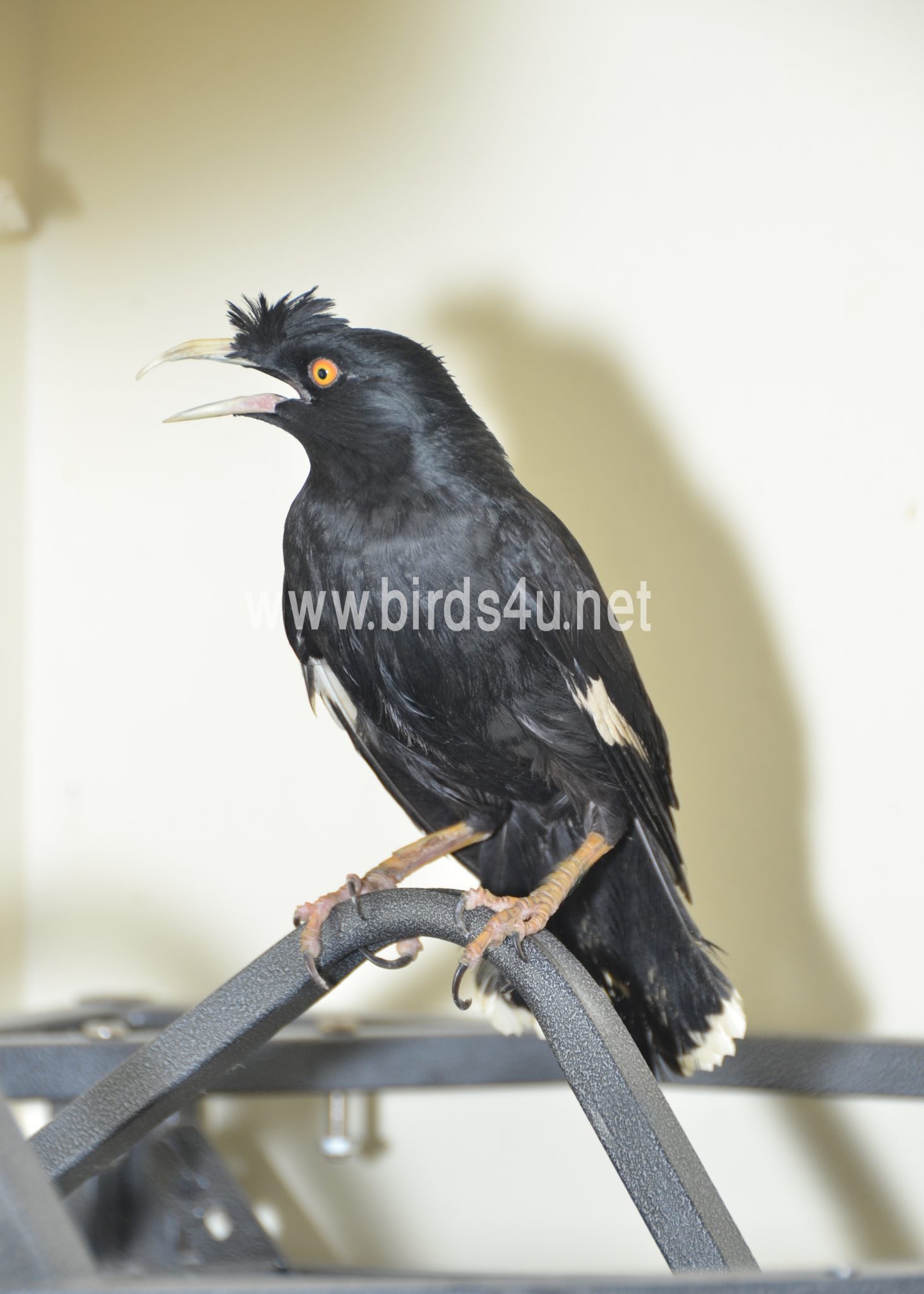 mynah bird for sale