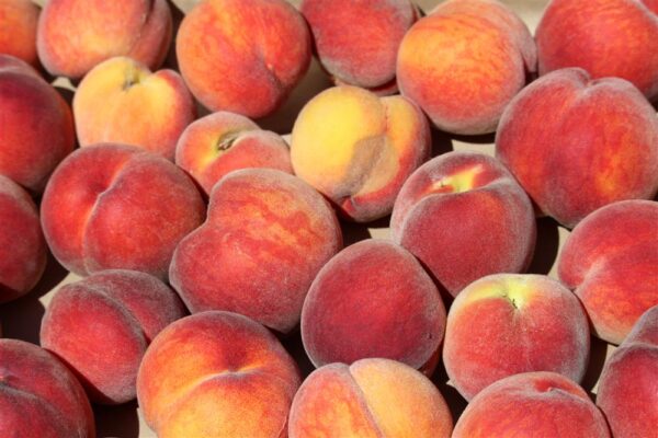 nanaimo peach tree for sale