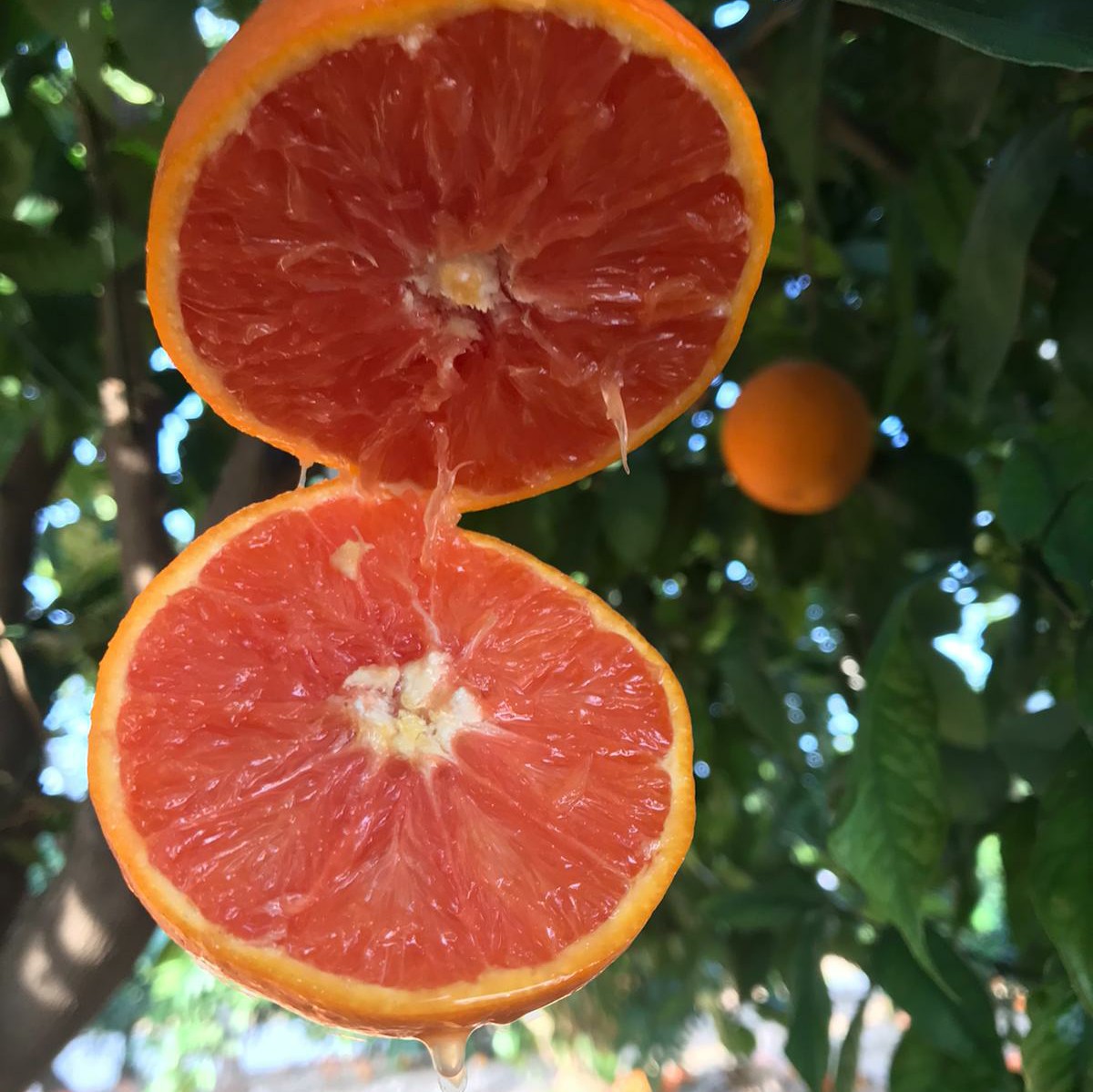 naranja kirkwood