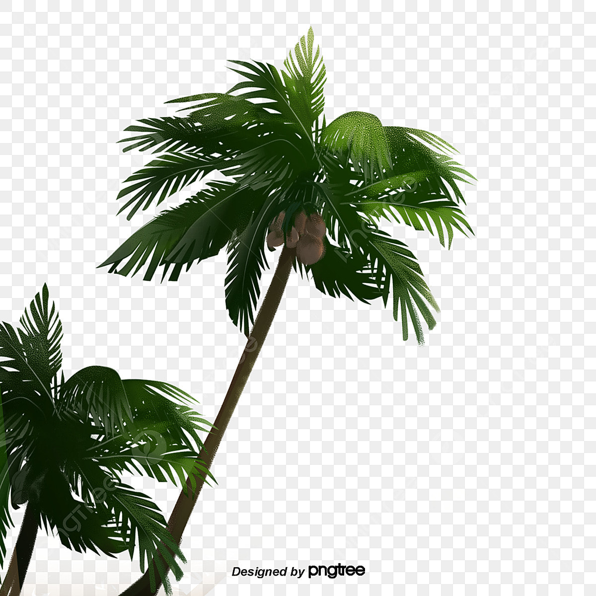 nariyal tree png