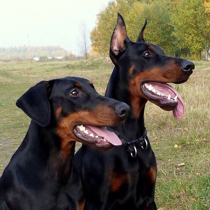 natural ears doberman