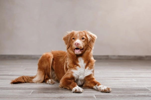 nova scotia tolling retriever puppies for sale