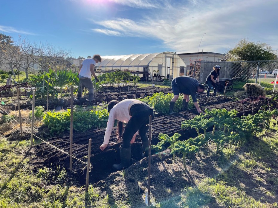 noyo food forest