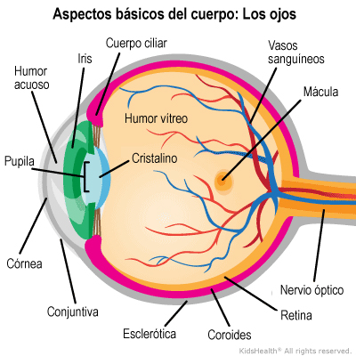 ojos anatomia dibujo