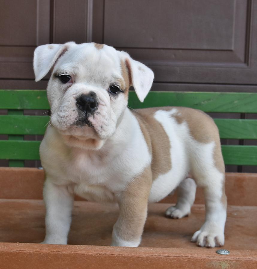 old english bulldog puppies for sale