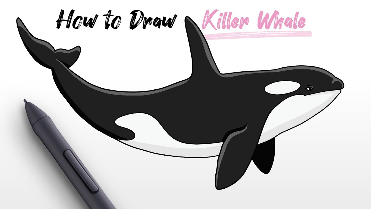 orca whale drawing