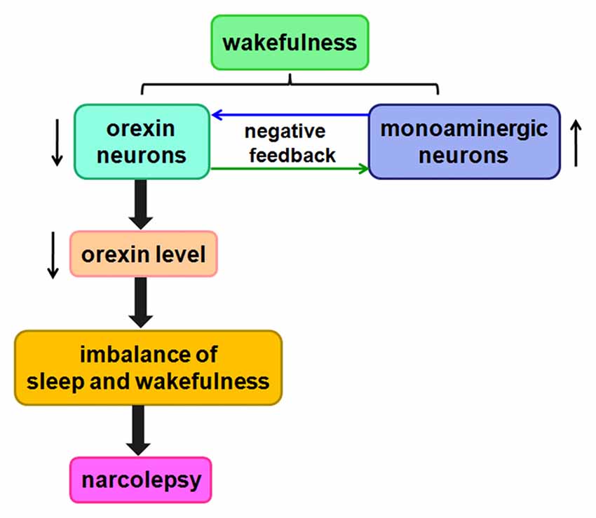 orexin