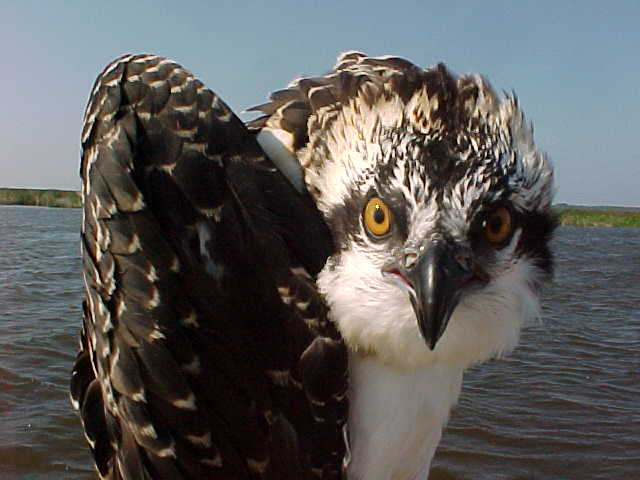 osprey vs seahawk