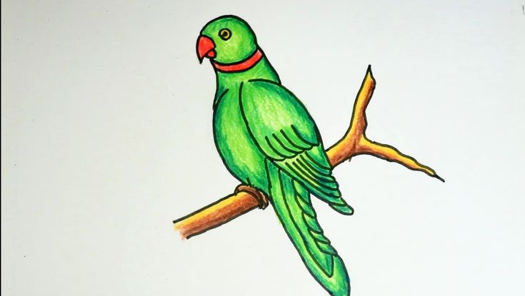 parrot drawing