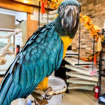 parrots for sale near me