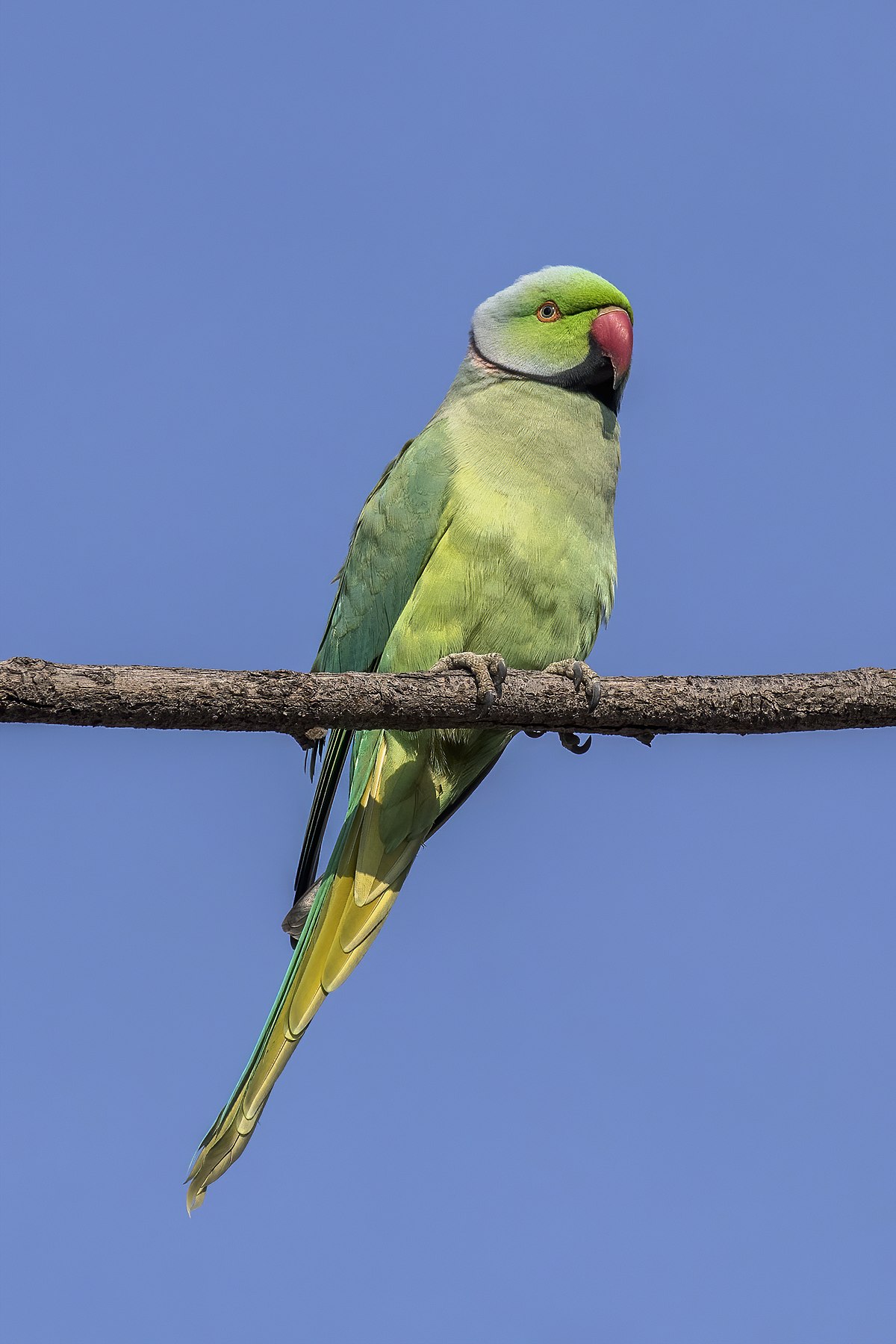 parrots india