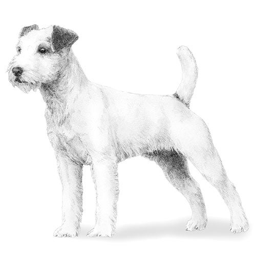 parson russell terrier black and white