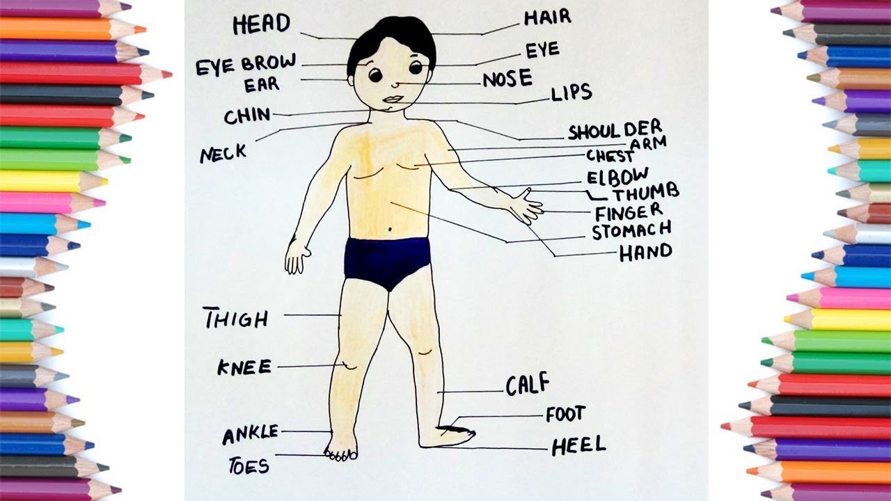 parts of body drawing picture