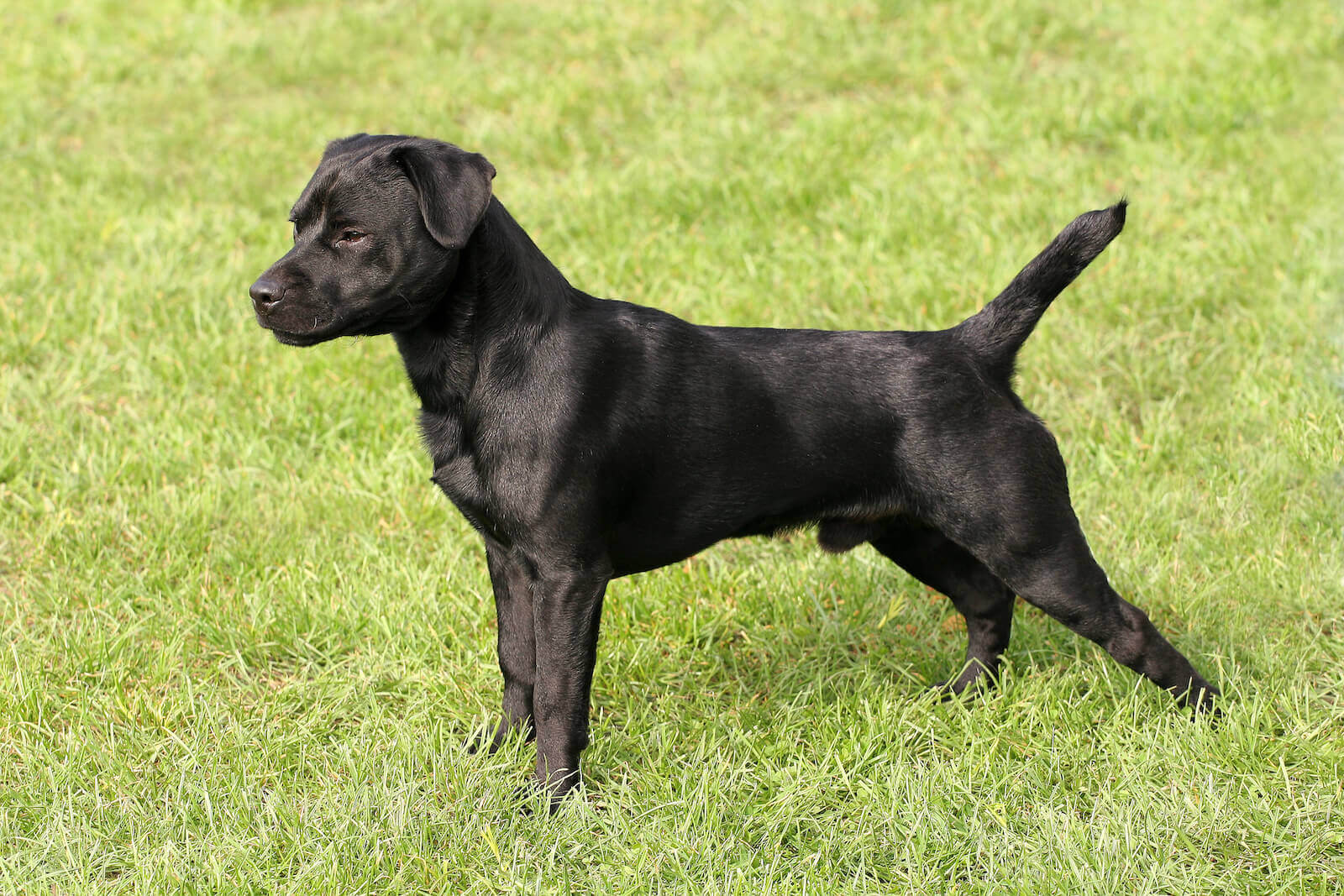 patterdale terriers for sale near me