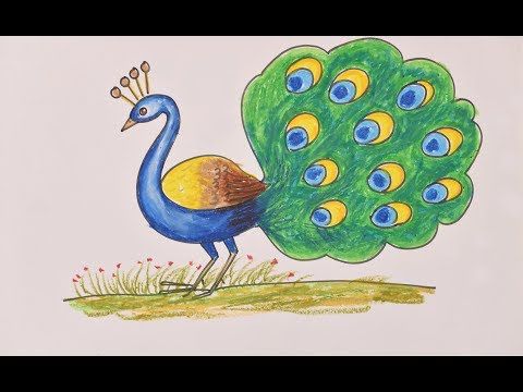 peacock drawing for kids