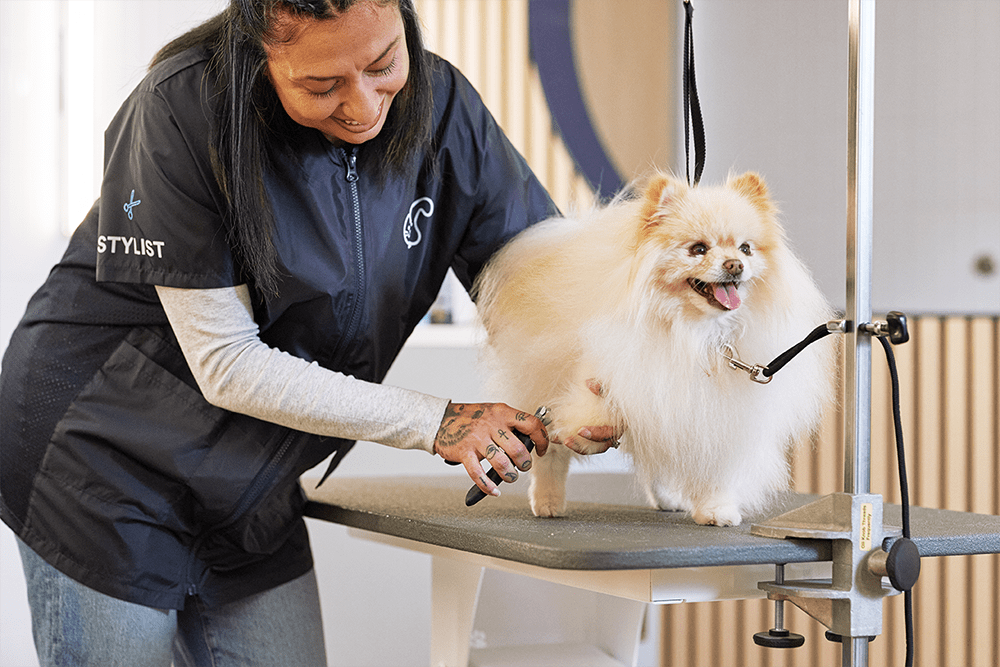 petco grooming salon