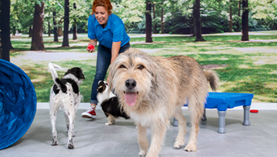 petsmart doggie day camp hours