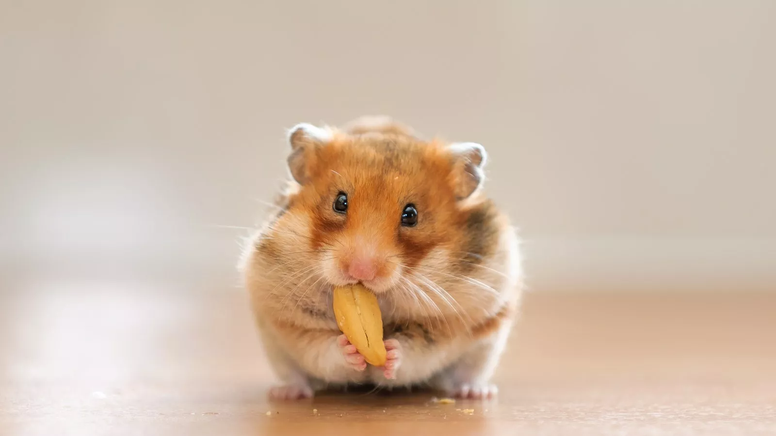 pic of a hamster