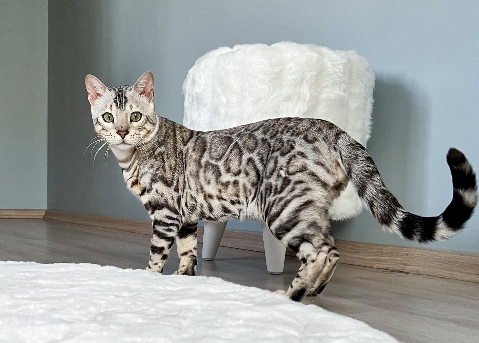 pics of a bengal cat