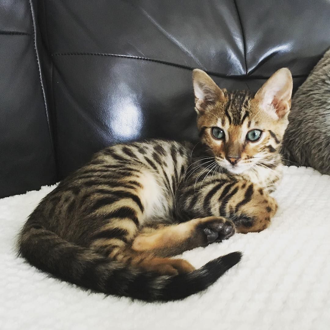 pictures of bengal kittens