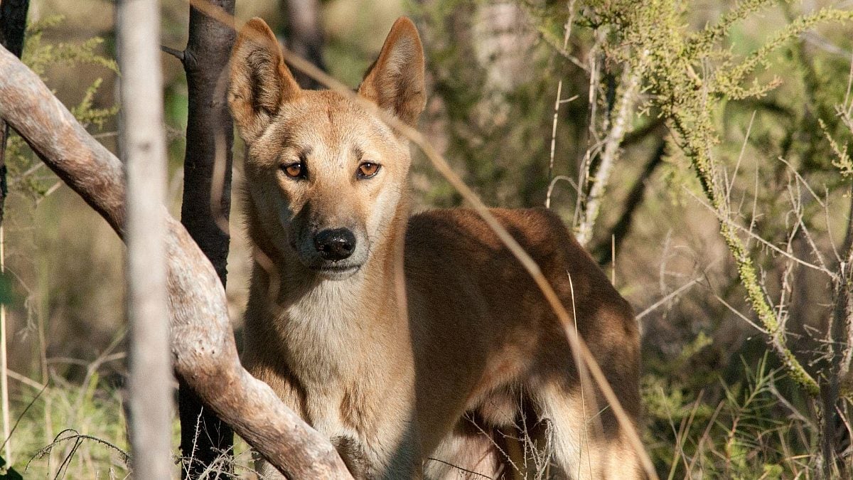 pictures of dingoes