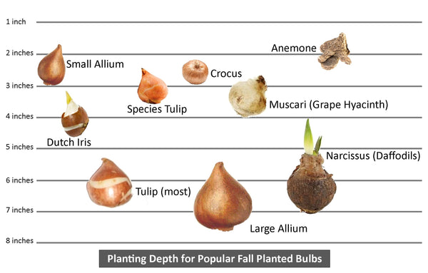 pictures of flower bulbs