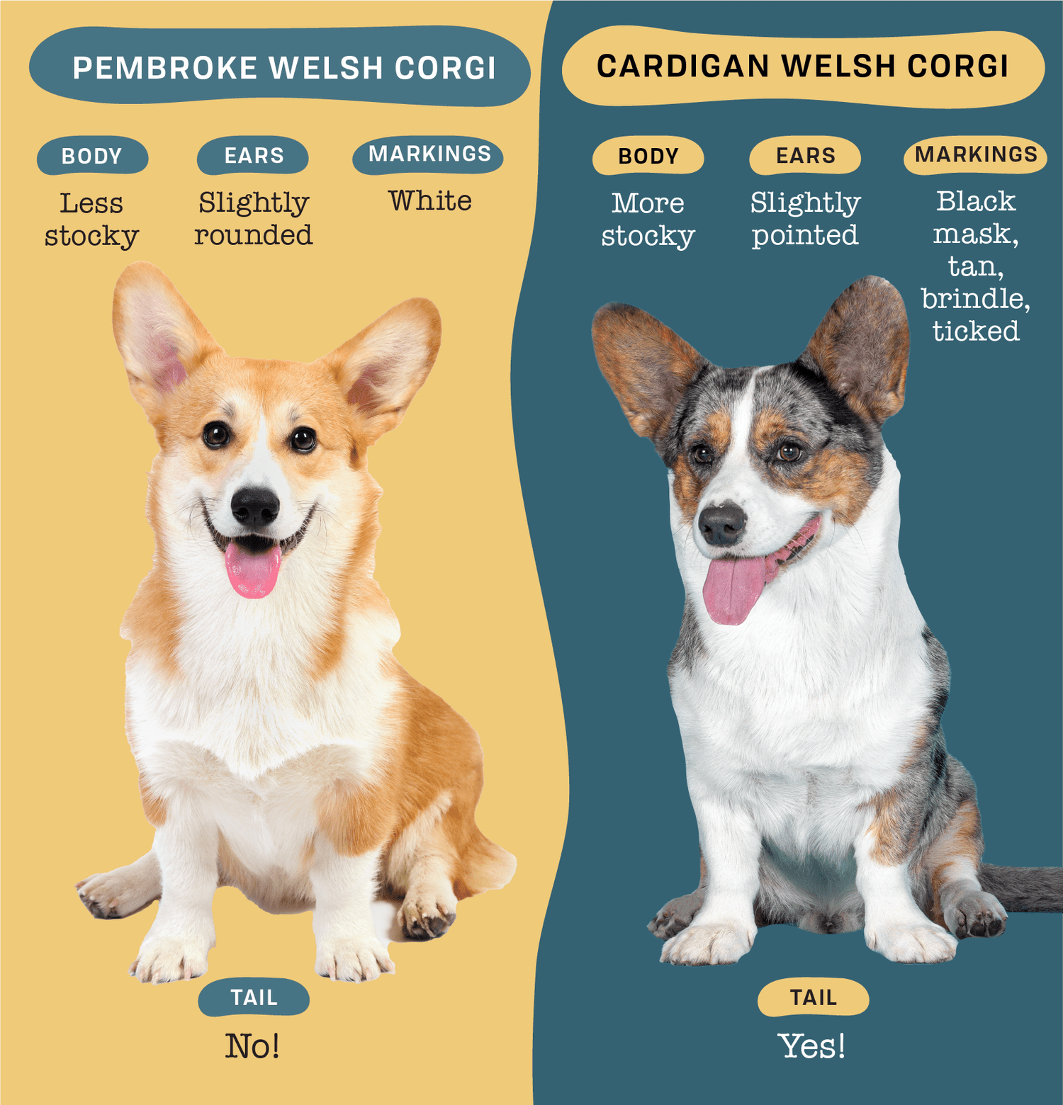 pictures of pembroke corgis