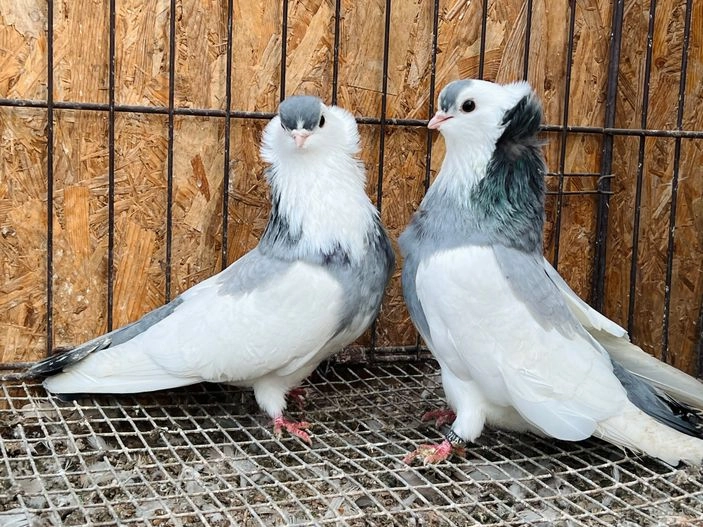 pigeons for sale sheffield