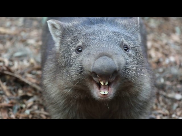 pissy wombat