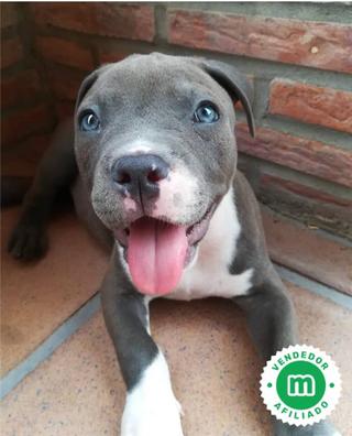 pitbull blue merida