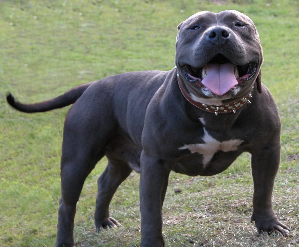 pitbull bully blue