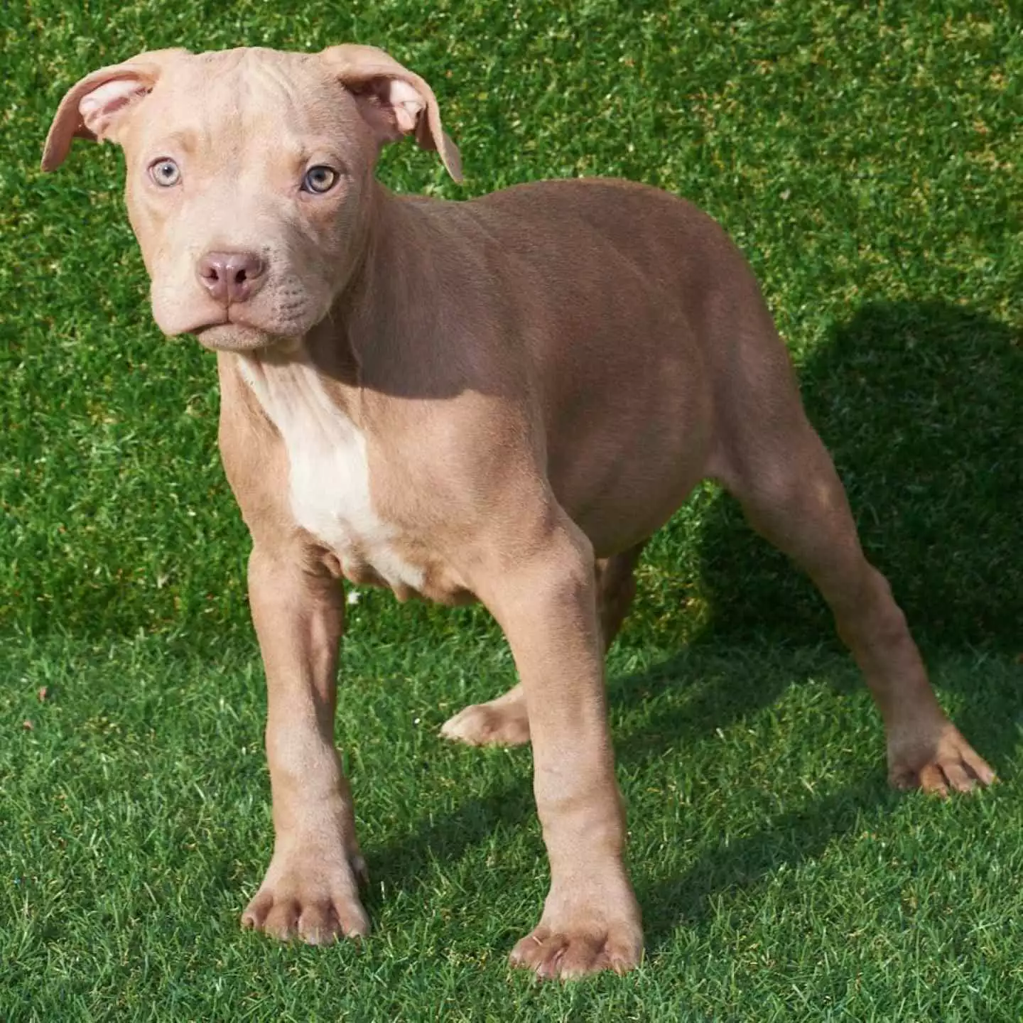 pitbull dog puppy for sale