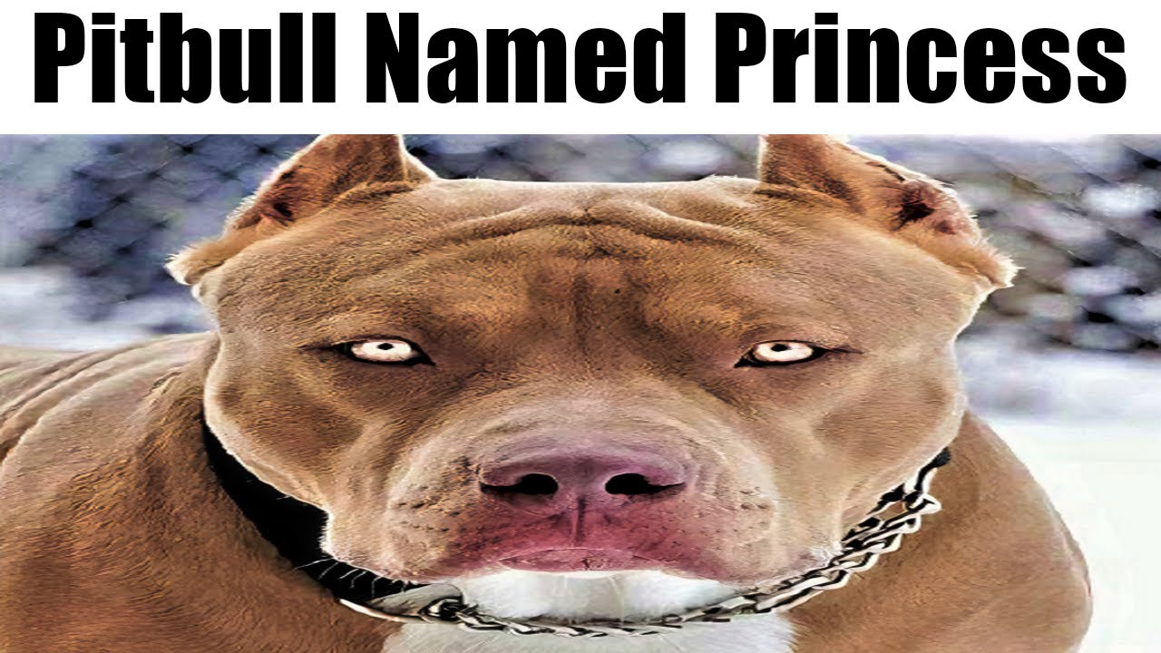 pitbull named princess