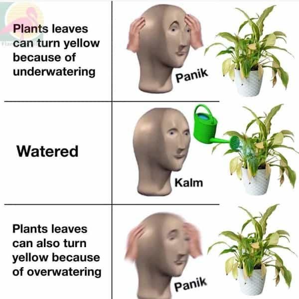 plant memes