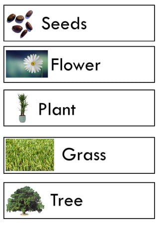 plants flashcards pdf