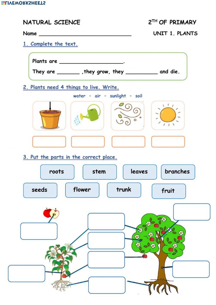 plants worksheet for grade 1