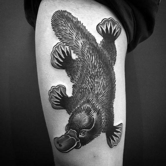 platypus tattoo