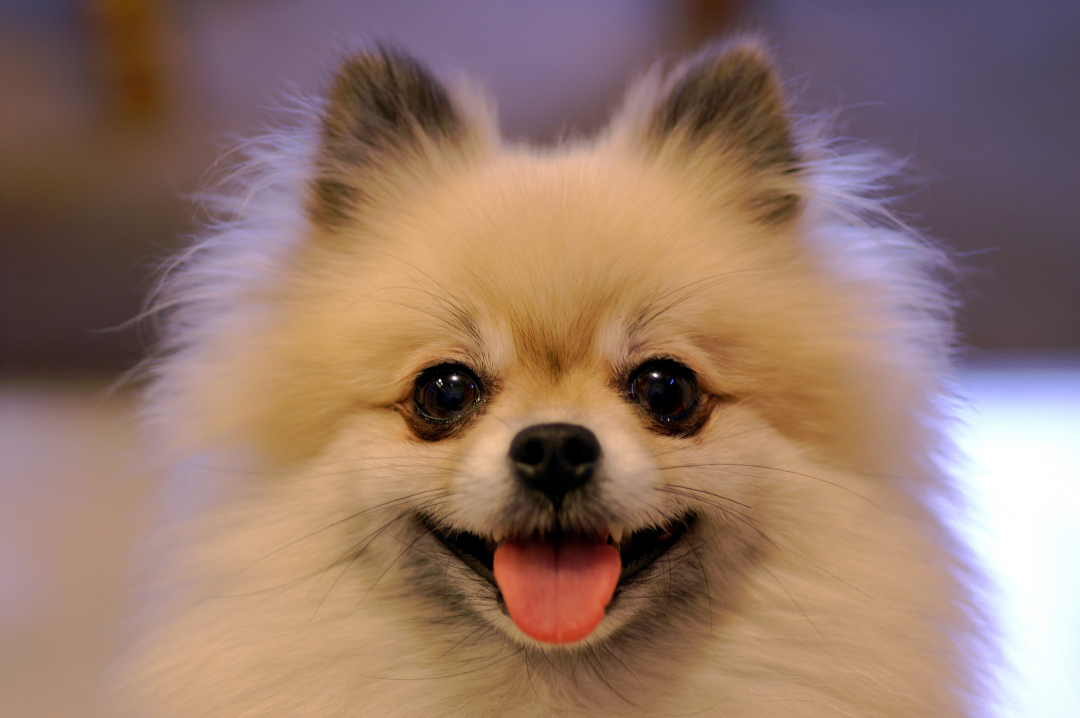 pomeranian breeders colorado