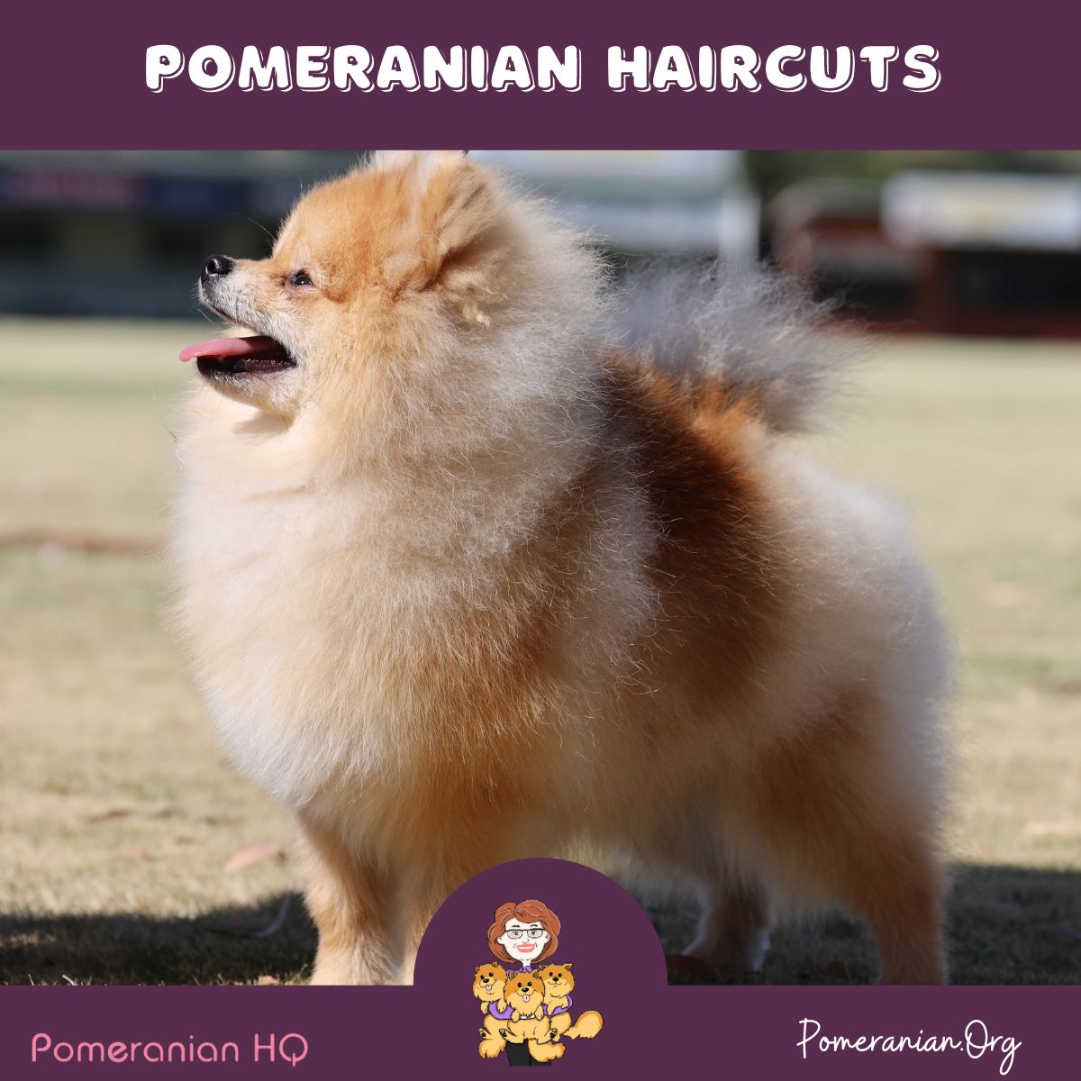 pomeranian cut