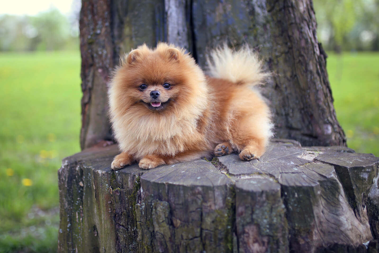 pomeranian for sale near me