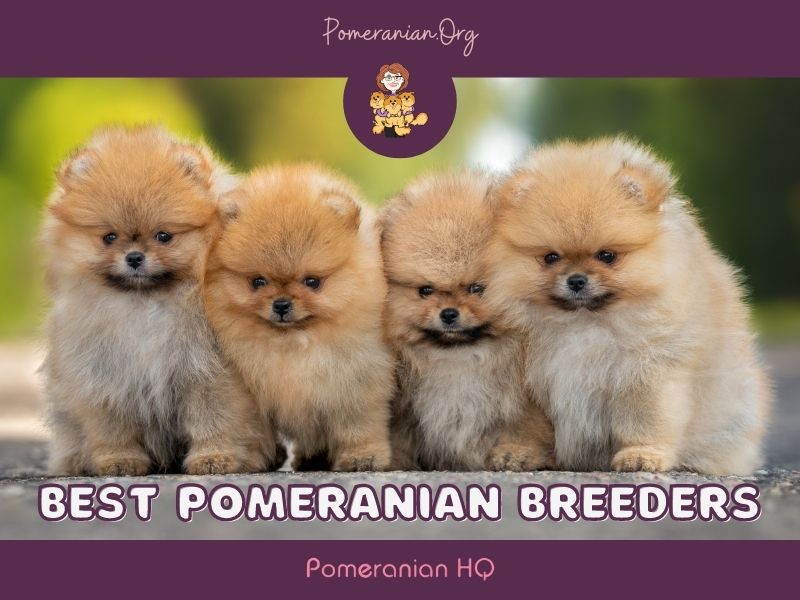 pomeranian puppies forsale