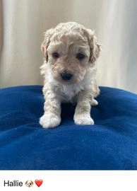 poochon rescue uk