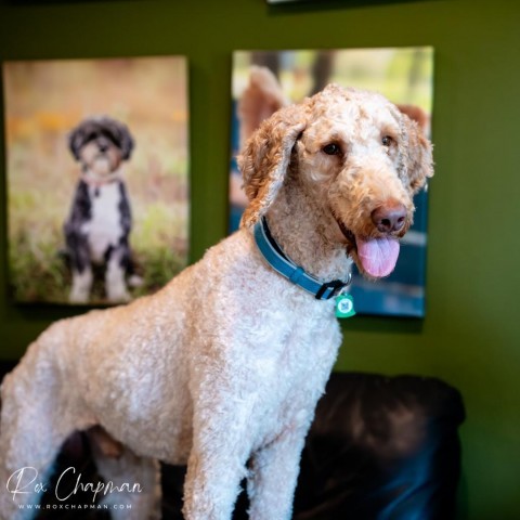 poodle adoption houston