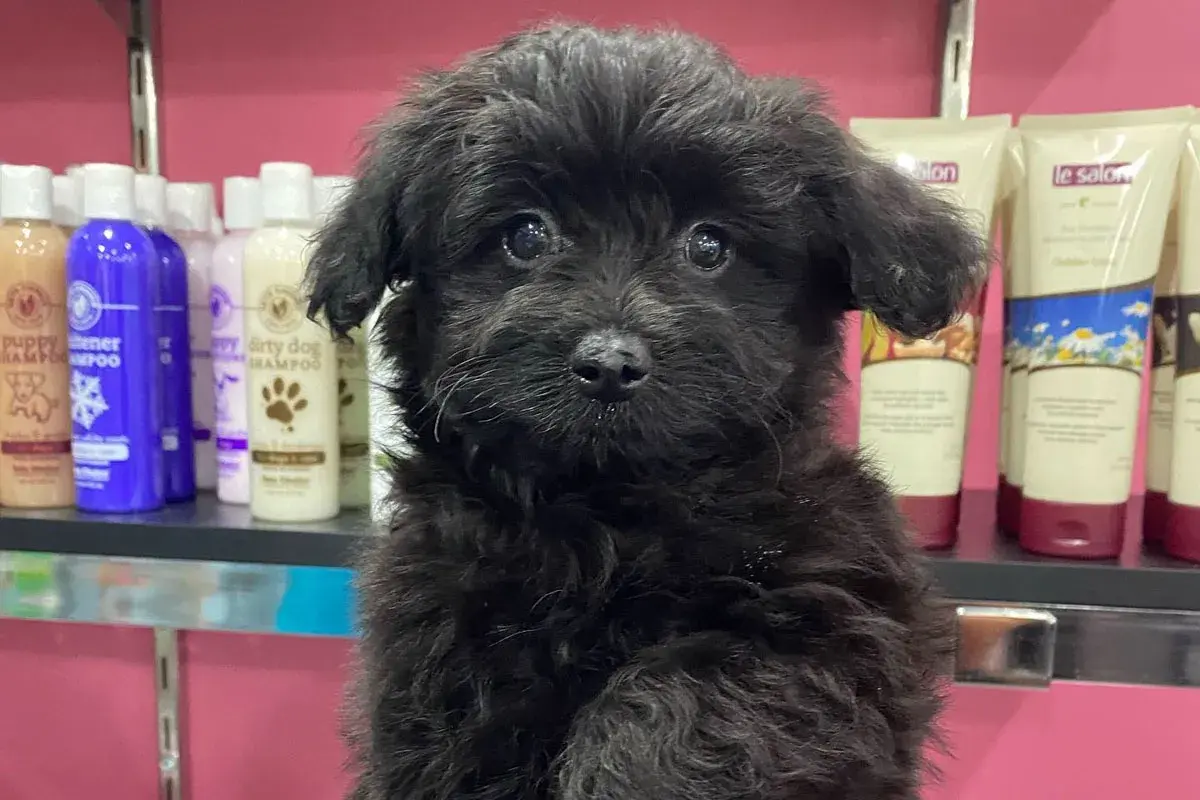 poodle pomeranian mix