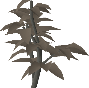 potato tree osrs