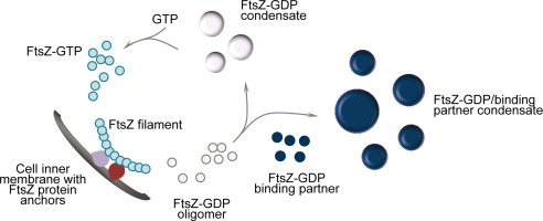 protein ftsz